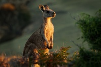 Klokan obrovsky - Macropus giganteus - Eastern Grey Kangaroo 3605